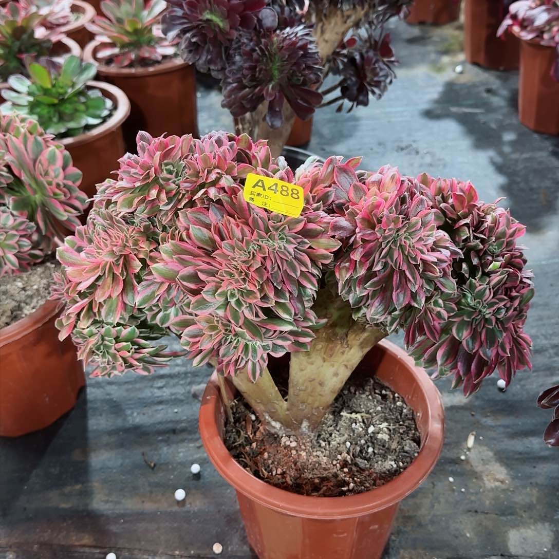 粉女巫缀化法师多肉植物488