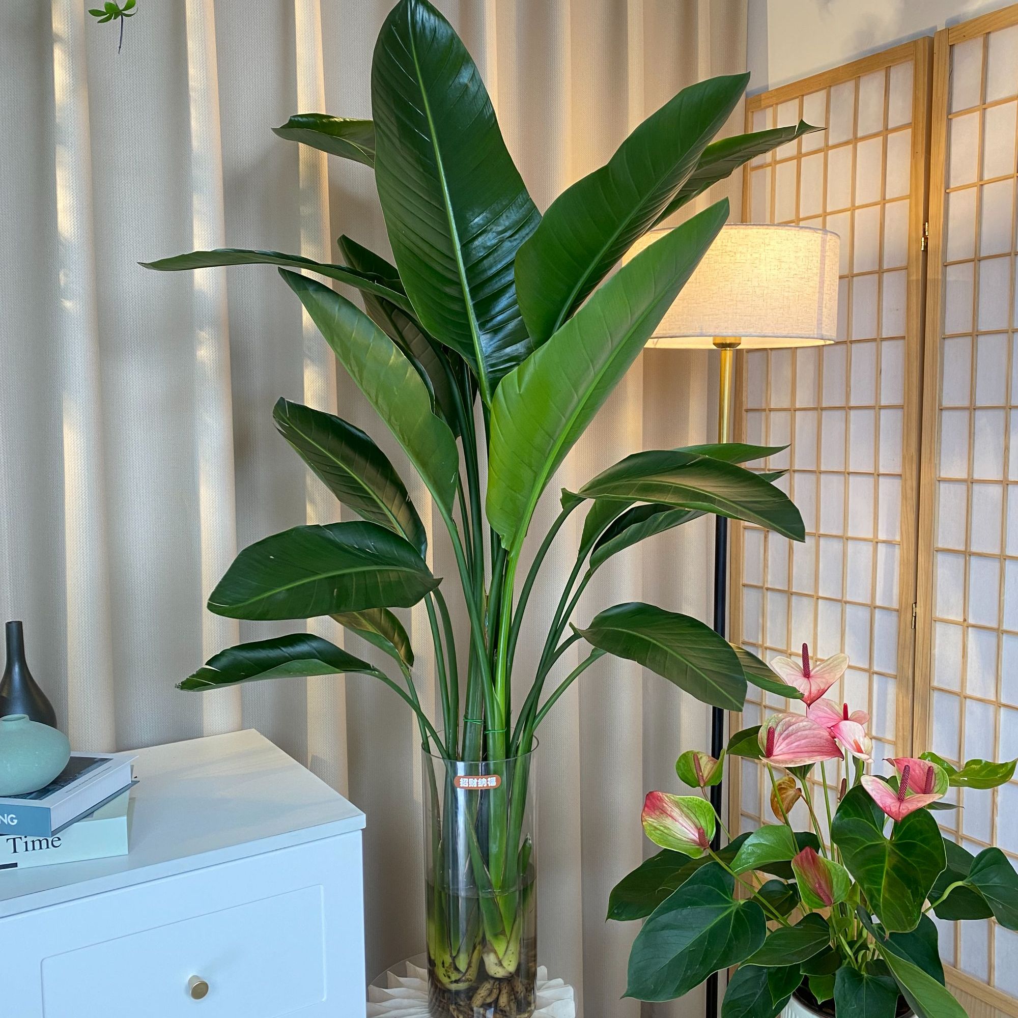 水培天堂鸟1-1.2米好养活室内盆栽客厅卧室办公室清新空气大植物