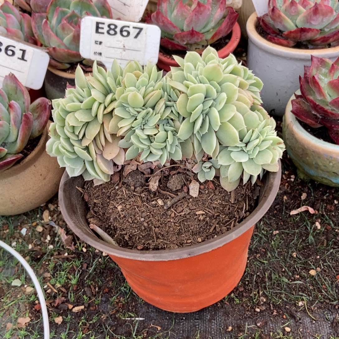 小白龙缀867号楼