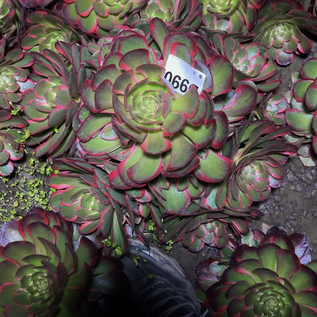 粉花妖法师26/28包邮