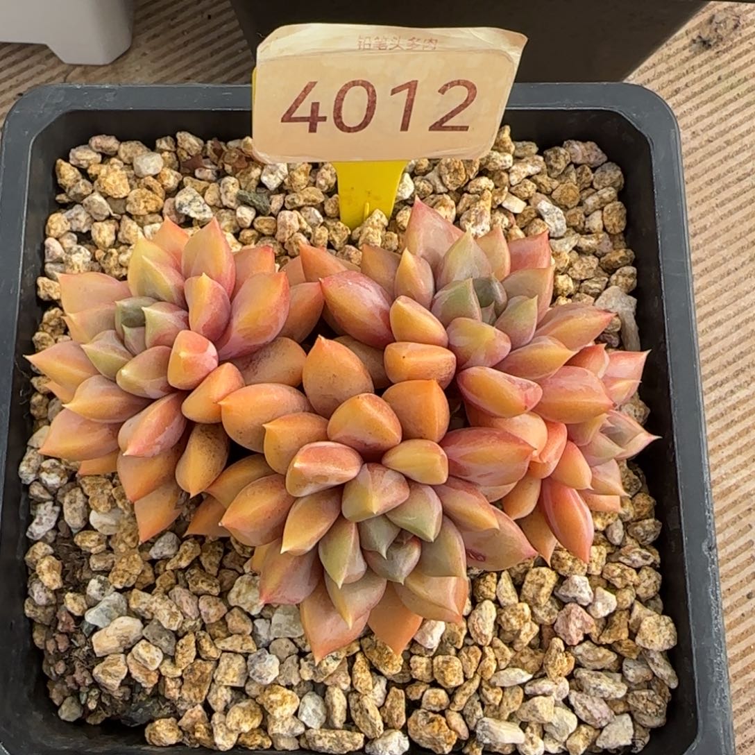 4012。     红象牙肉