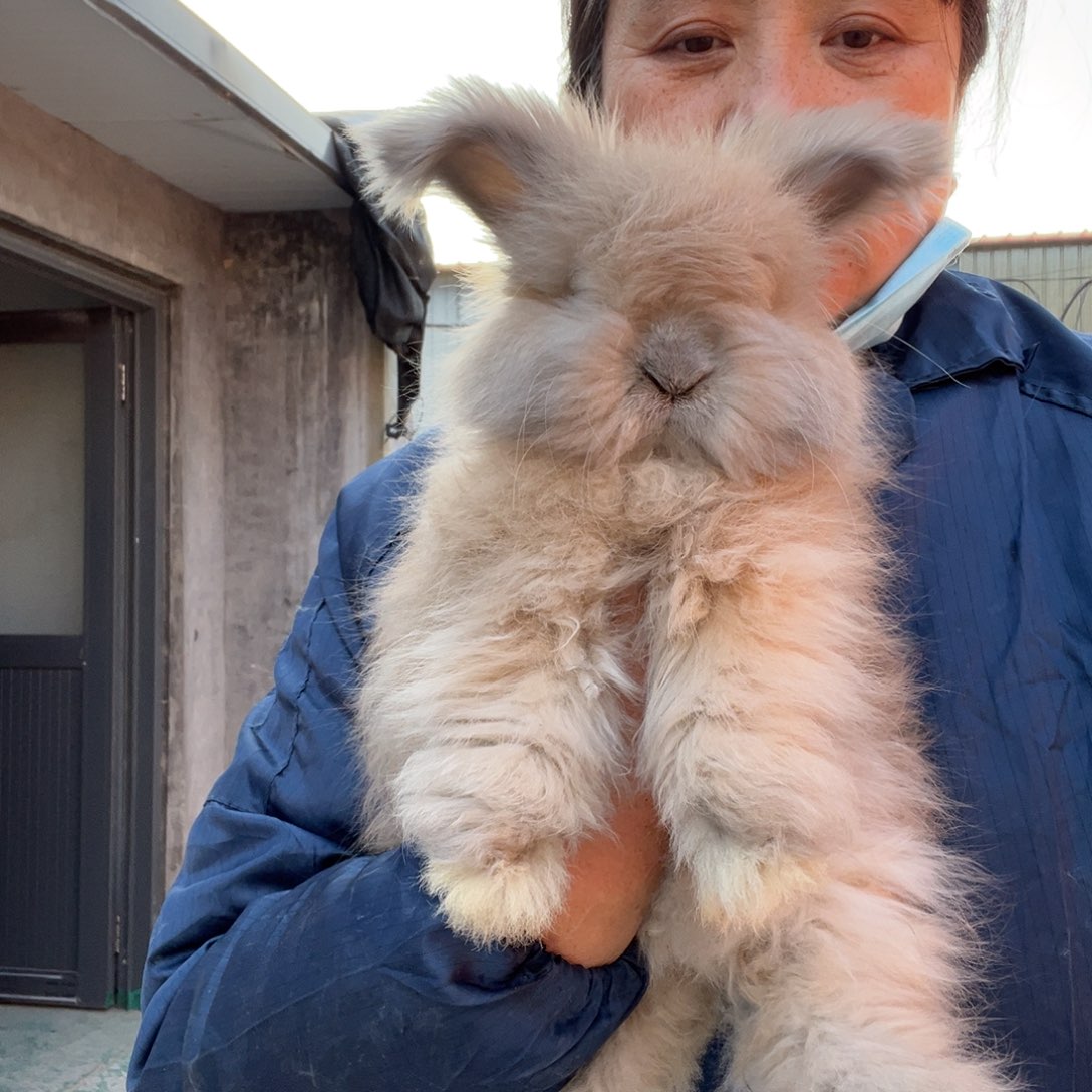 宠物兔英系安哥拉兔