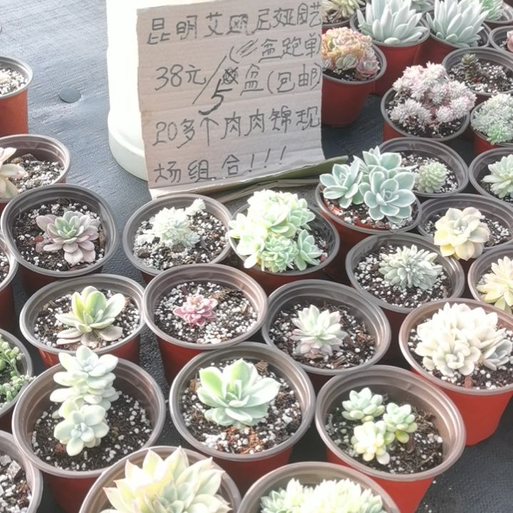 不同品种肉肉锦5盆包邮（不包偏远地区）
