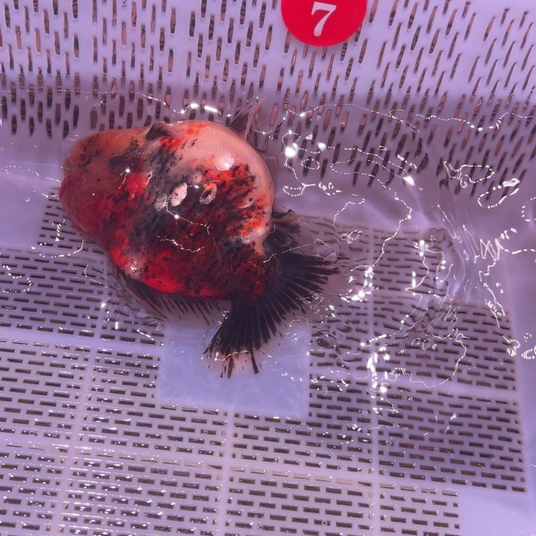 ℒ***࿐金鱼你好吗我好想你