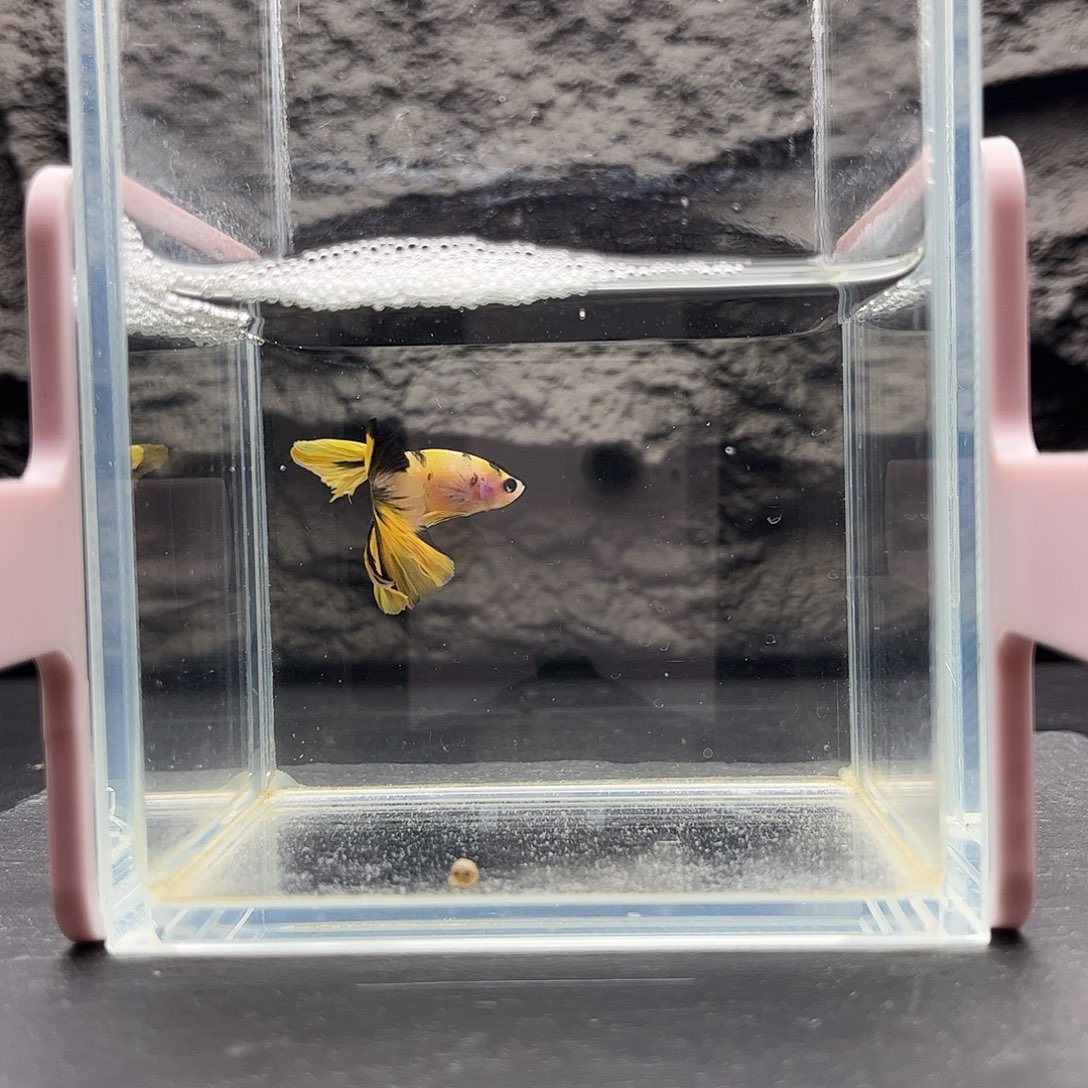海水鱼宙斯斗鱼竞拍11-21