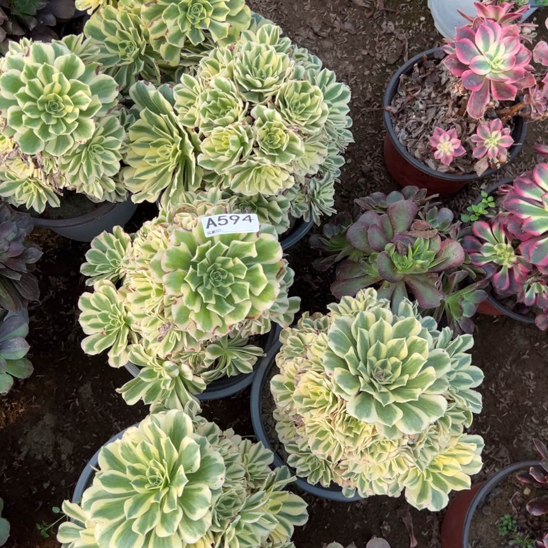 594迈巴赫多肉植物法师