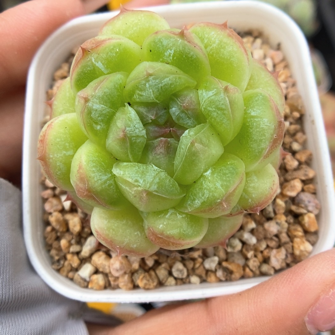 绿泡泡可拍295号。     