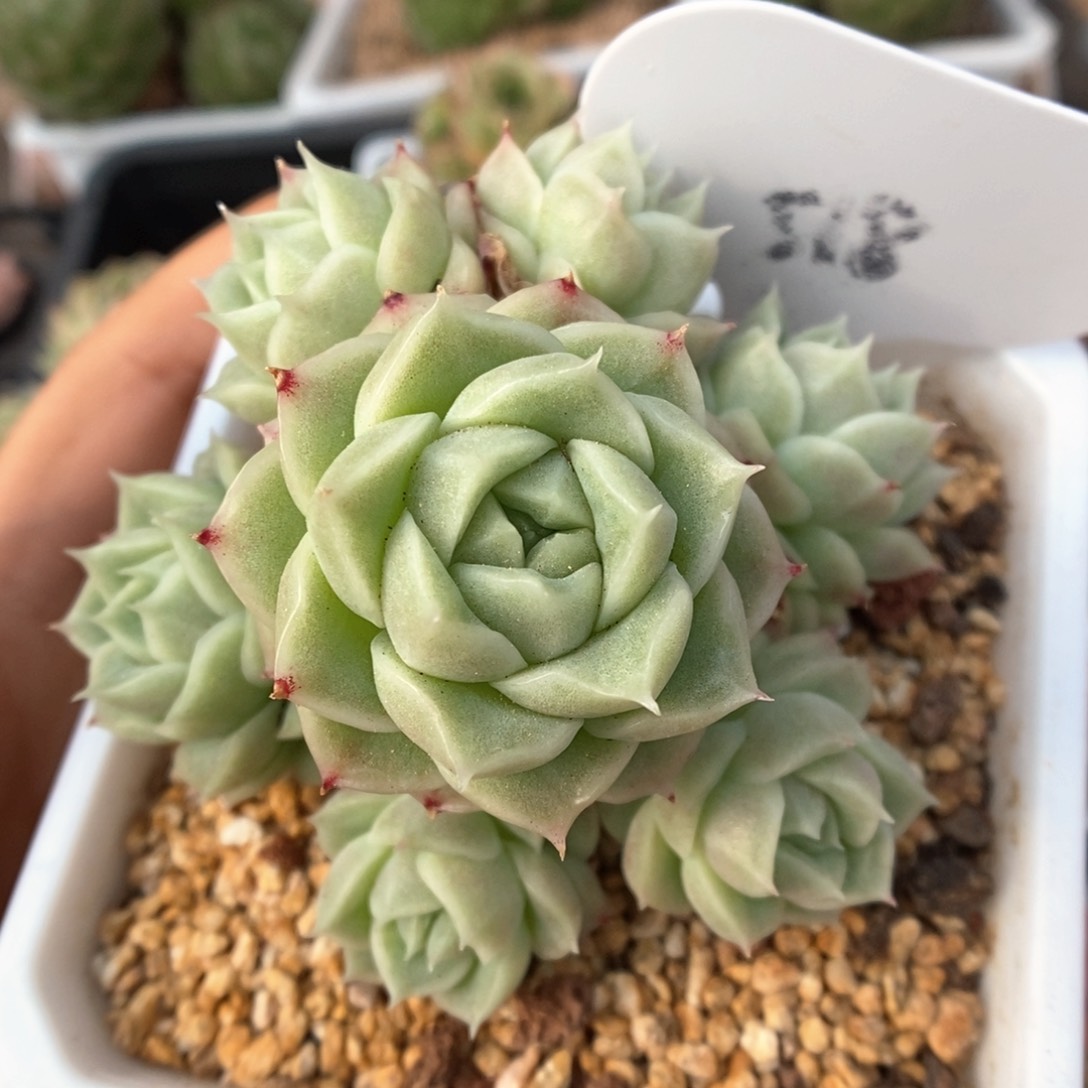 珍妮麦秆群生518号。