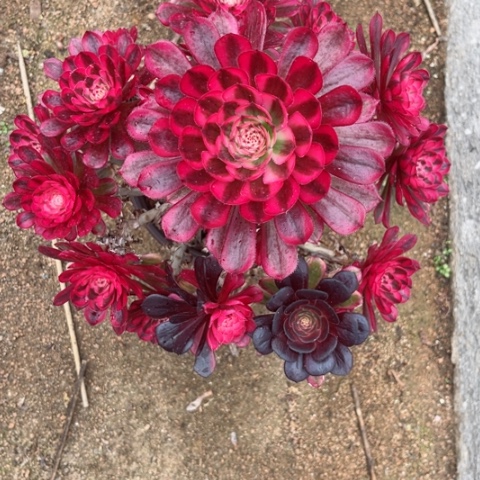 多肉植物白月光锦。