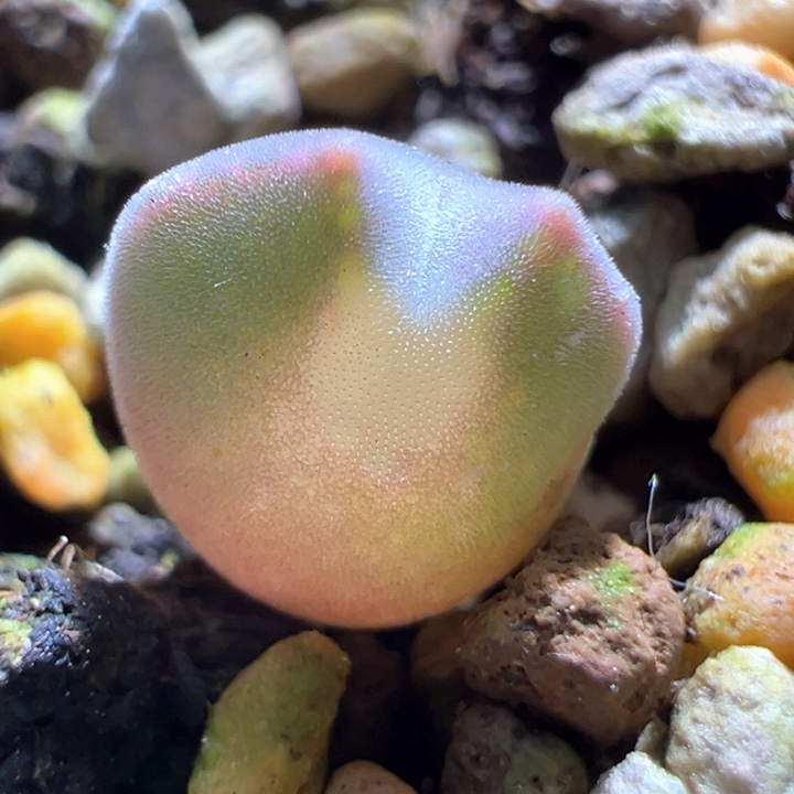 131。 青蛙种源优选两年大眼空蝉。  干疤福利。 