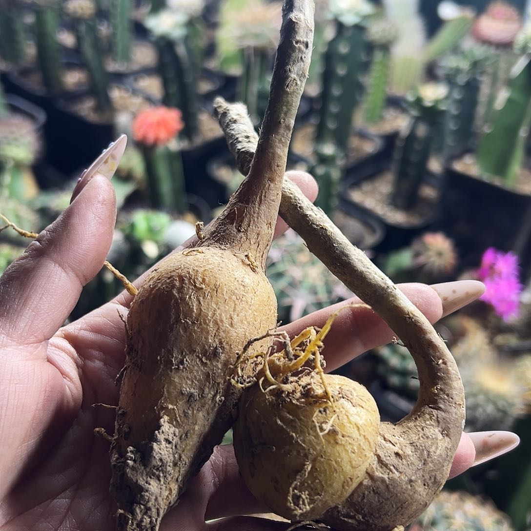 黑龙仙人球11111111