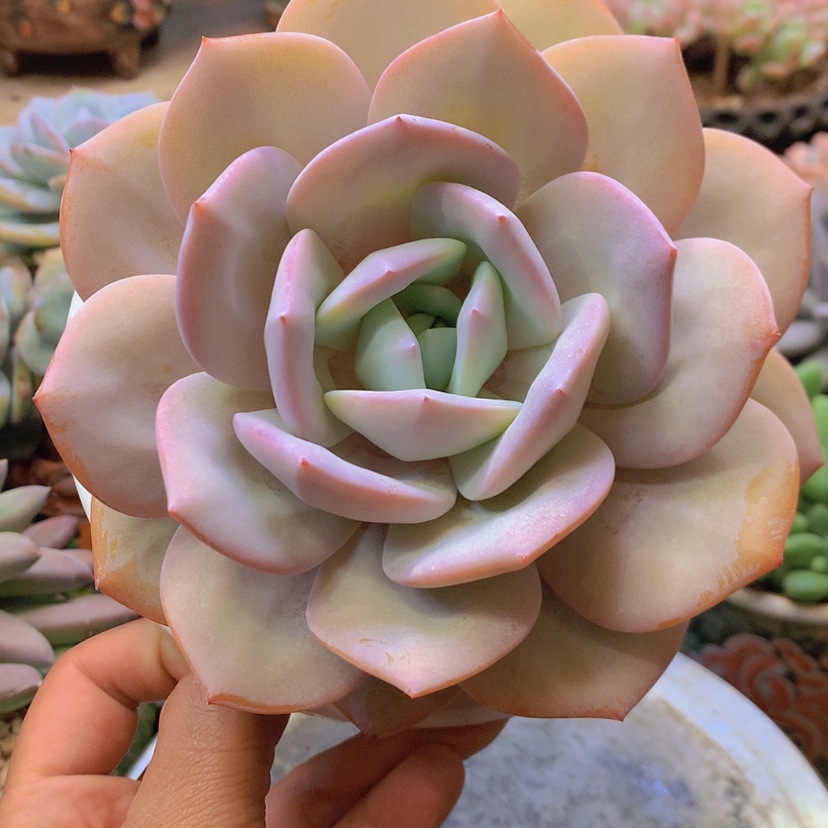 【闪购商品】15.5厘米奶茶