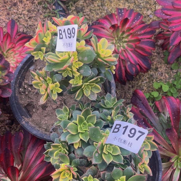 197和199两颗多肉法师不包断枝