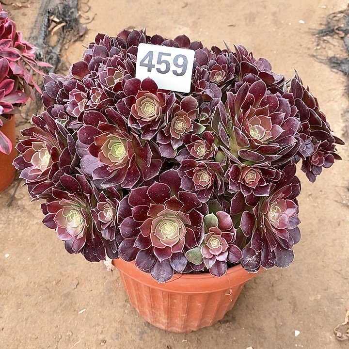 法师植物一物一拍，