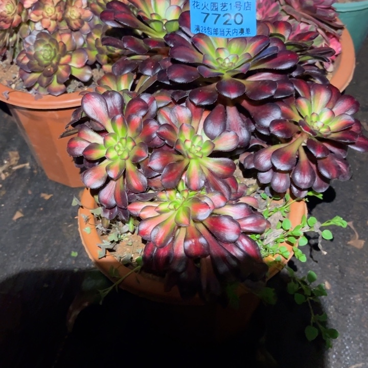 晚霞朵朵缀7720多肉植物