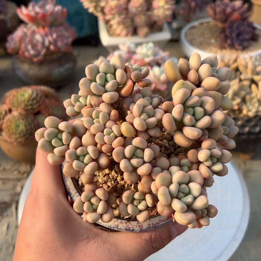 先锋派18 零零多肉植物