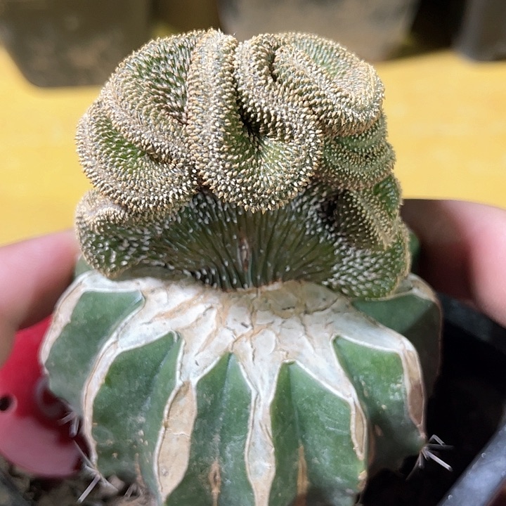 仙人球薄叶花隆缀3