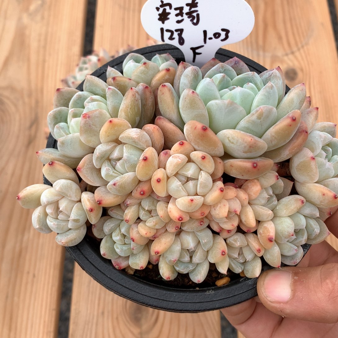 ****”冰玉杂自然群一物一拍整群