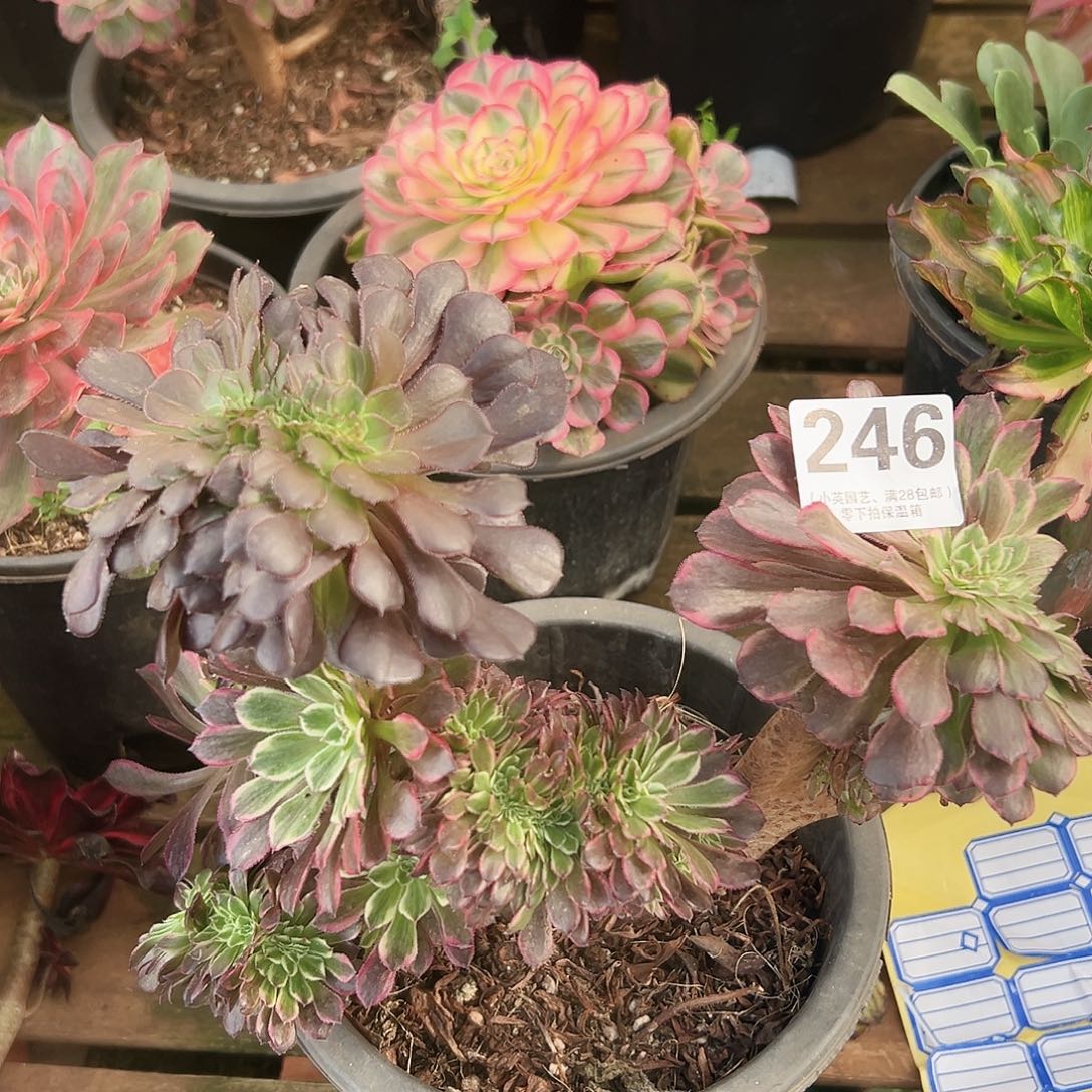 同花顺缀246多肉植物多肉植物
