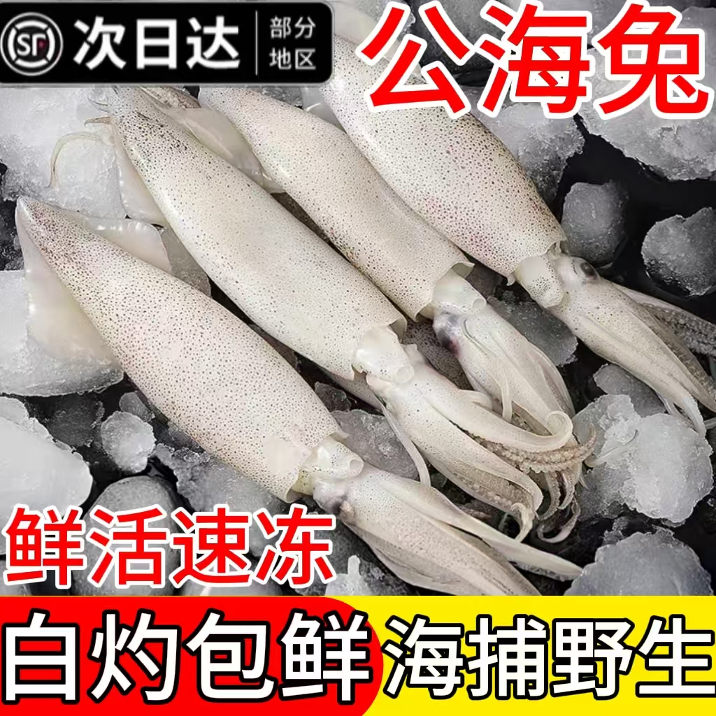 小管鱿鱼白灼鱿鱼新鲜冷冻大鱿鱼大笔管鱼小乌贼海鲜水产鲜活生鲜