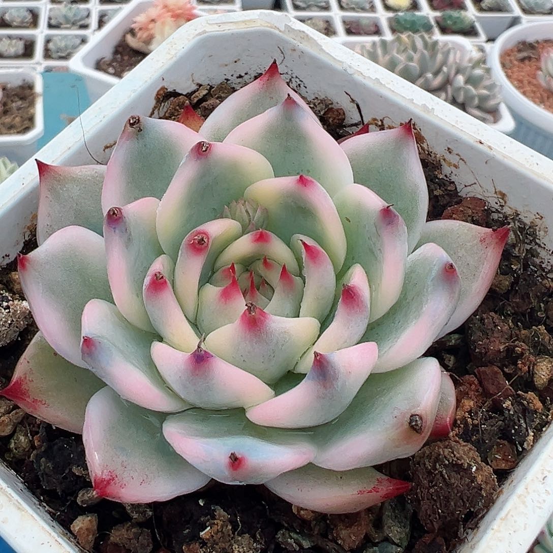 吉娃娃锦，覆轮锦