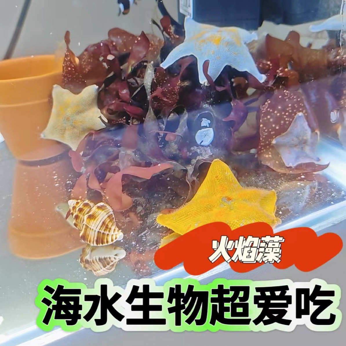 火焰藻红牡丹藻【海星爱吃】海水鱼缸观赏藻缸海缸造景水藻