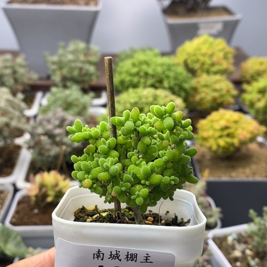 294蜜橘糖球枝干番杏
