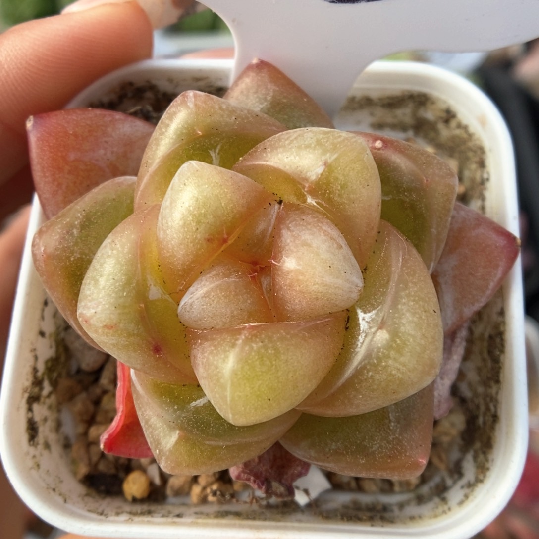 玉簪可拍503号。