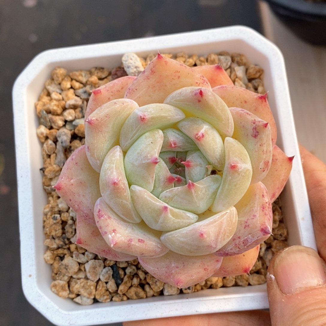 精品多肉一物一拍不包整51