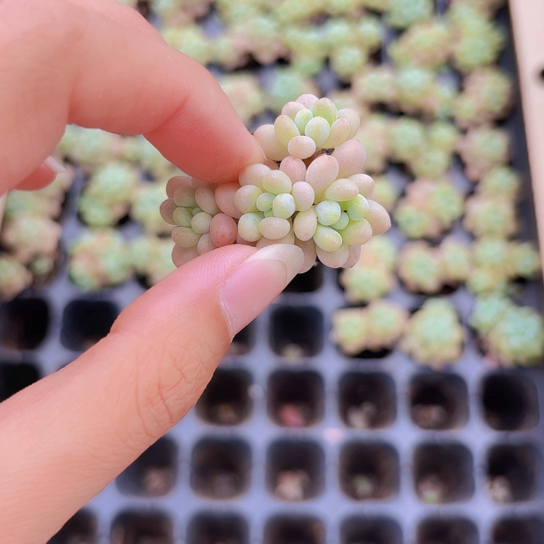 小穴苗洛可可2米2颗