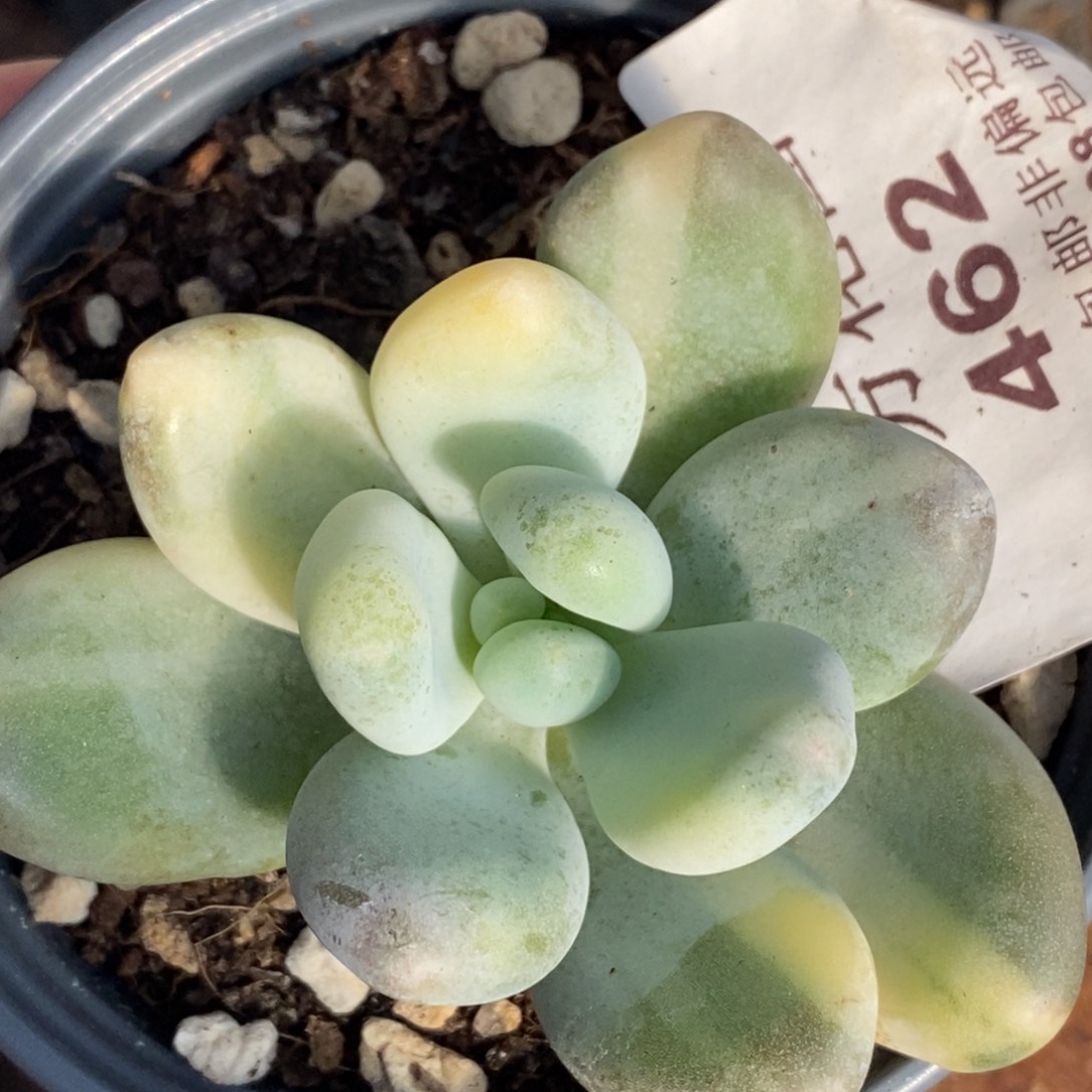 462蛋黄奶锦单头带根