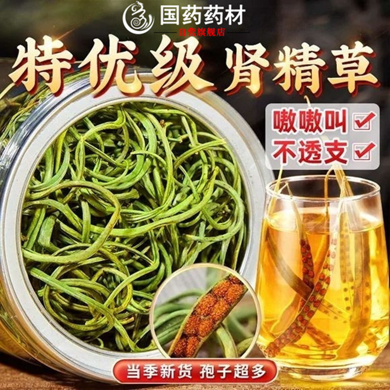 【孢子丰富】国药药材肾精草吉林长白山野生嗷嗷叫大哥的茶黄金草ZO