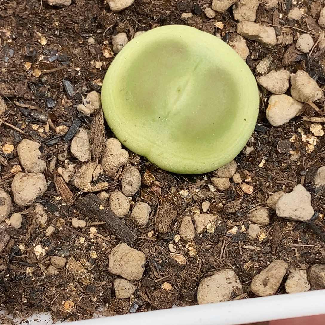 0815-22-拉登1.8cm一颗。 