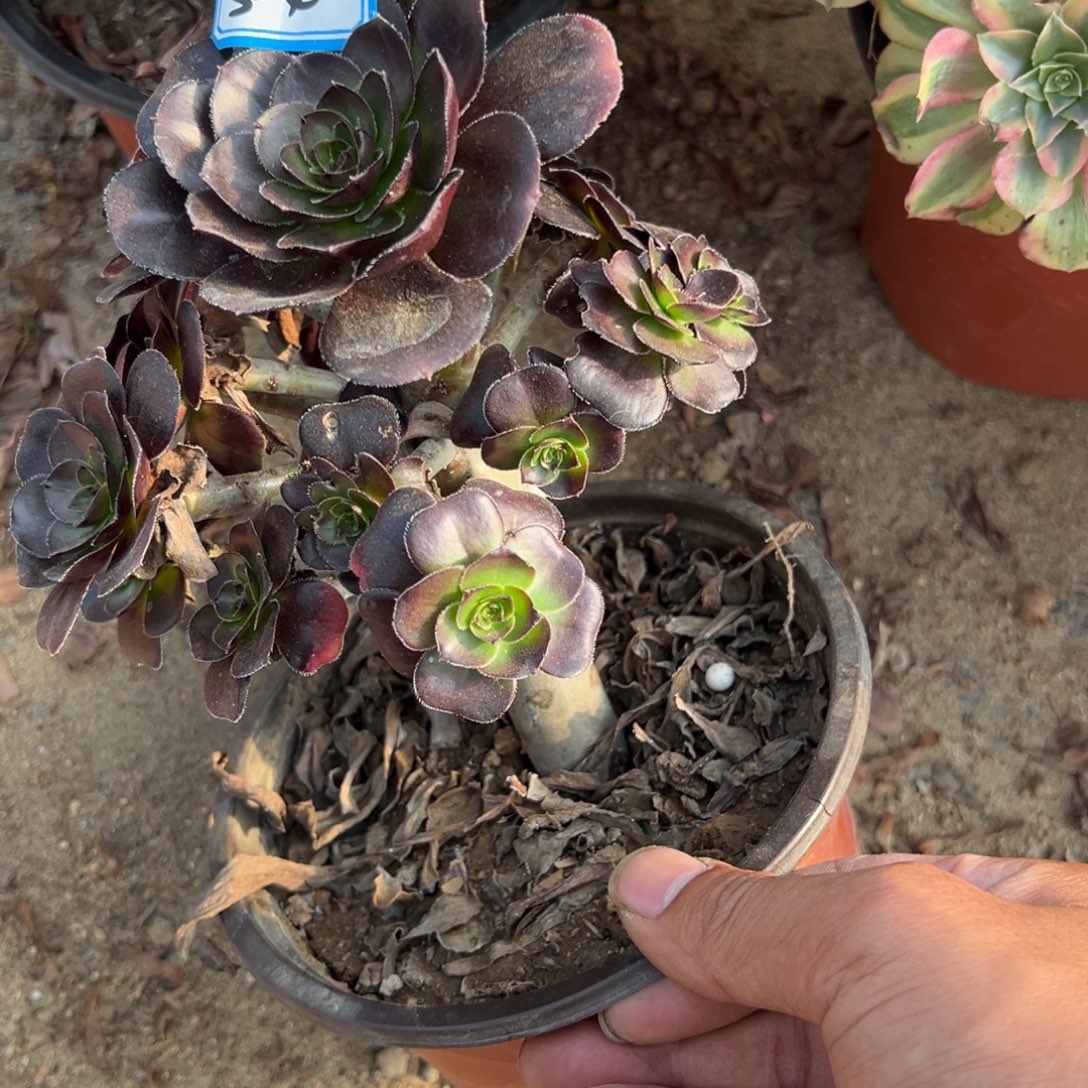 304黑玫瑰多肉植物法师