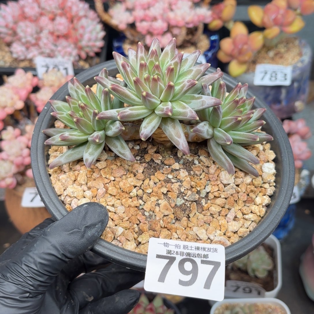 梵高老桩无盆土发货