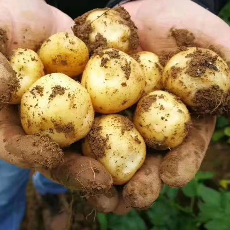 湖北特产黄心小土豆新鲜现挖现发软糯香甜