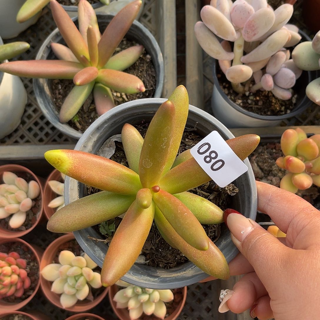 草*雪080。  椰子树。  111111111