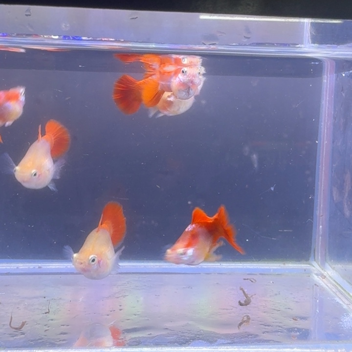 多***好孔雀鱼黄豹球三对