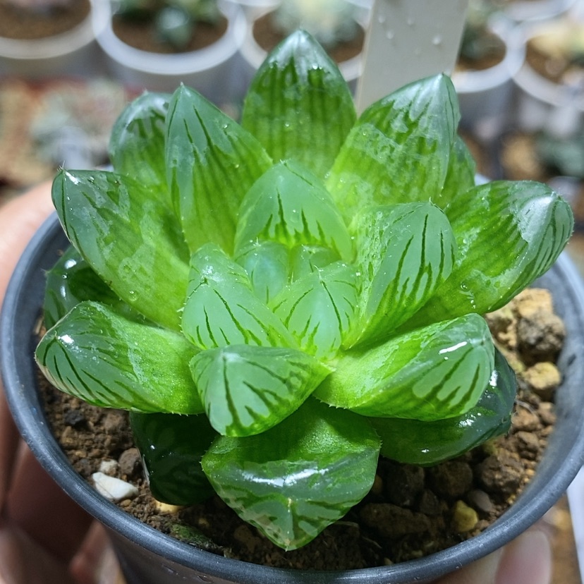 【闪购商品】70实生玉露