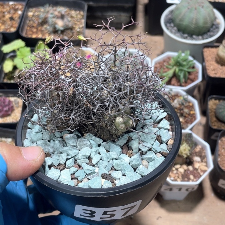 357原地钢丝球万物想