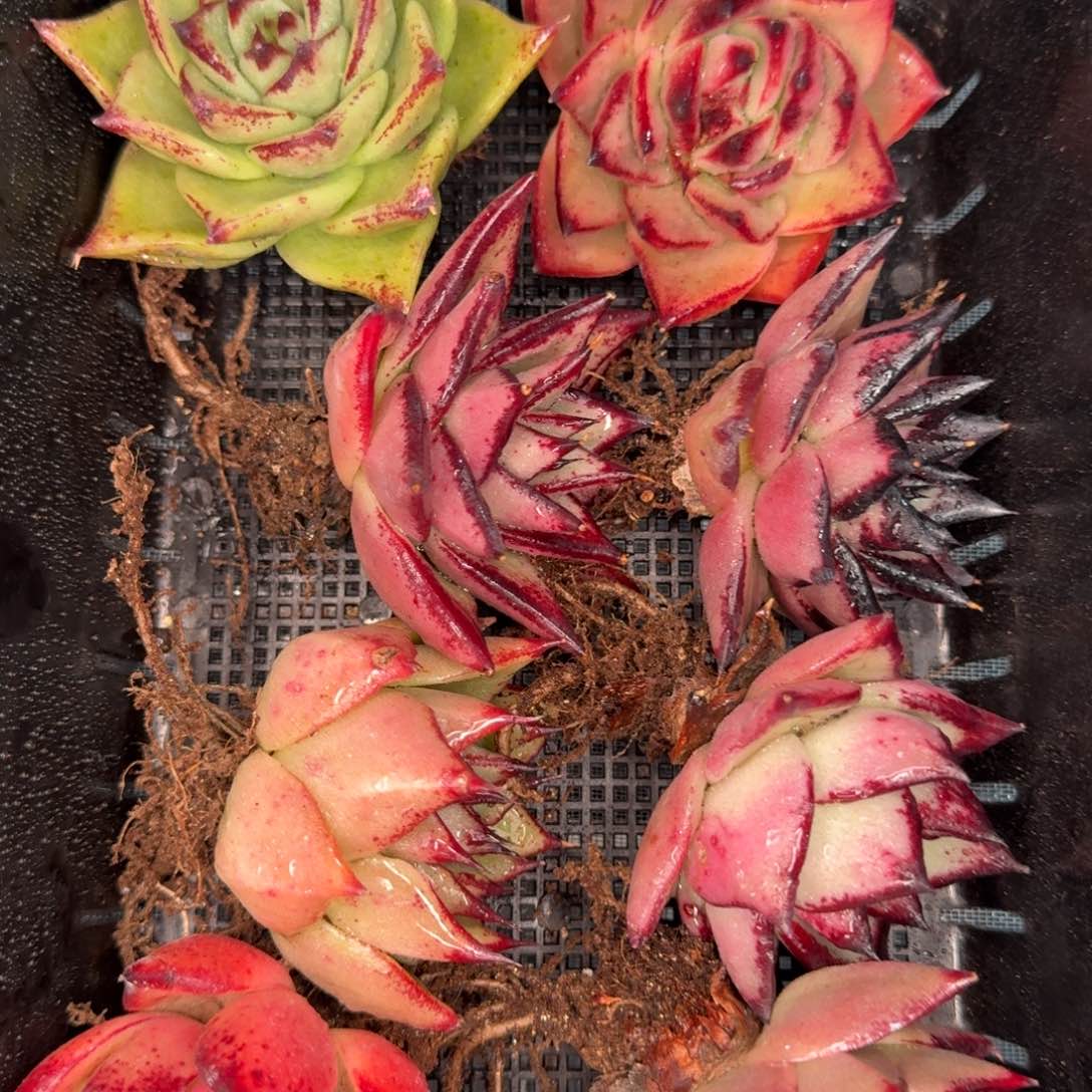 从前慢多肉编号0119-228