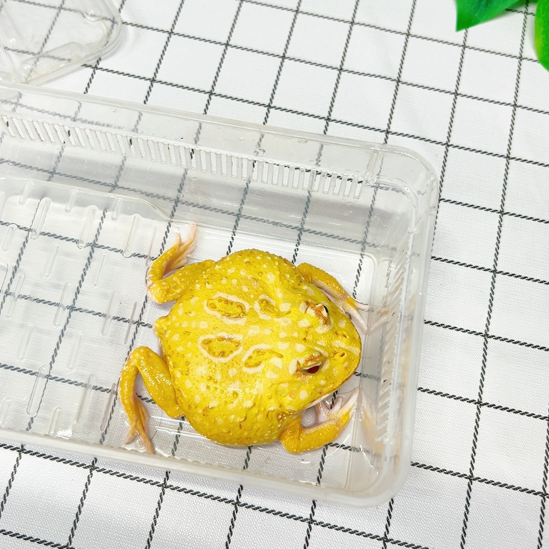 大蛋黄皮卡丘2号角蛙饲养教程水族服务南美巴西蝴蝶霸王角蛙