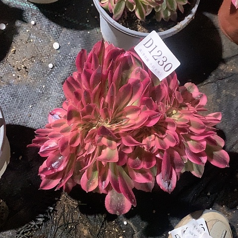 1238鲸落多肉缀化