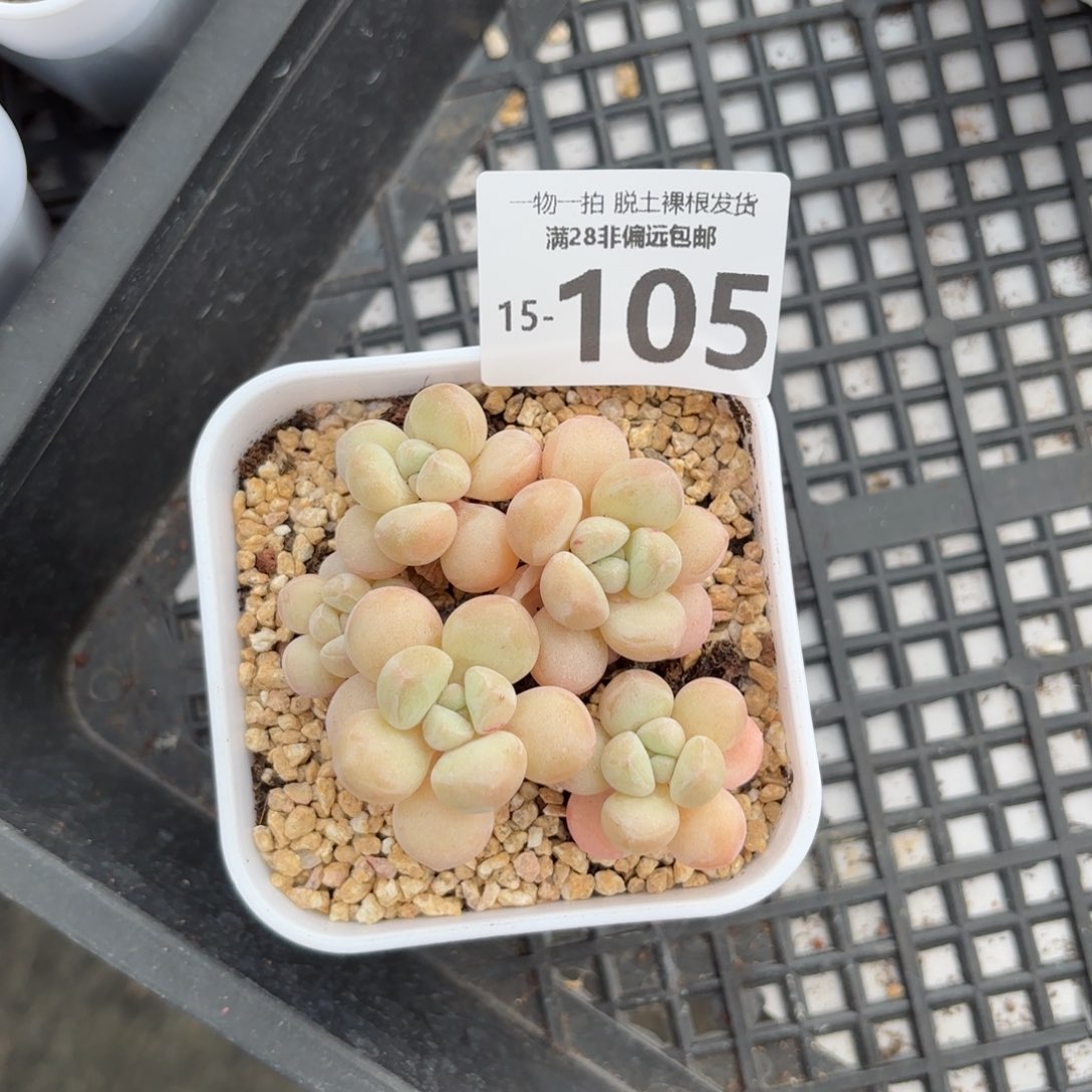 萤火虫奶多肉多肉