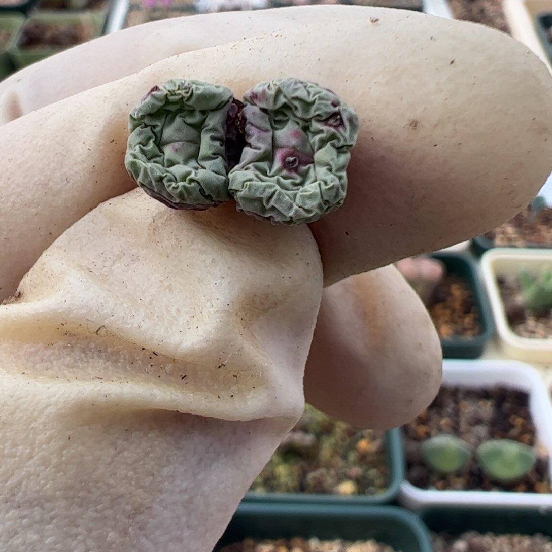 848 好看的多肉冲冲冲 