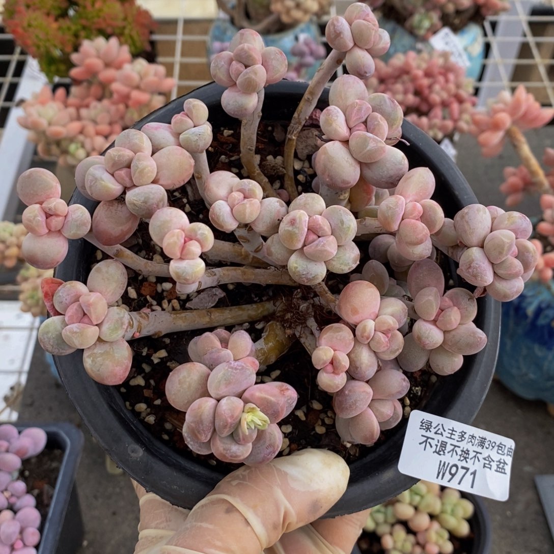 香芋奶酪971/10c m