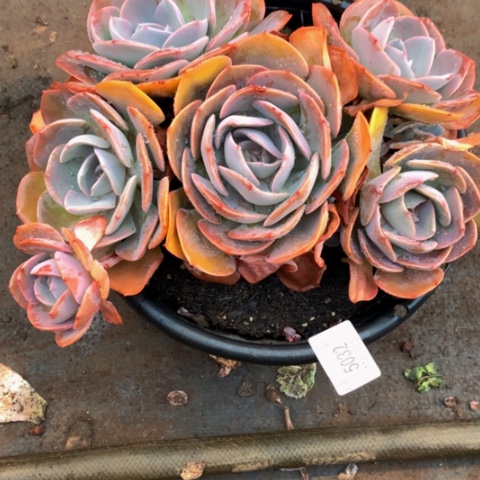 夏*5032尘埃玫瑰多肉