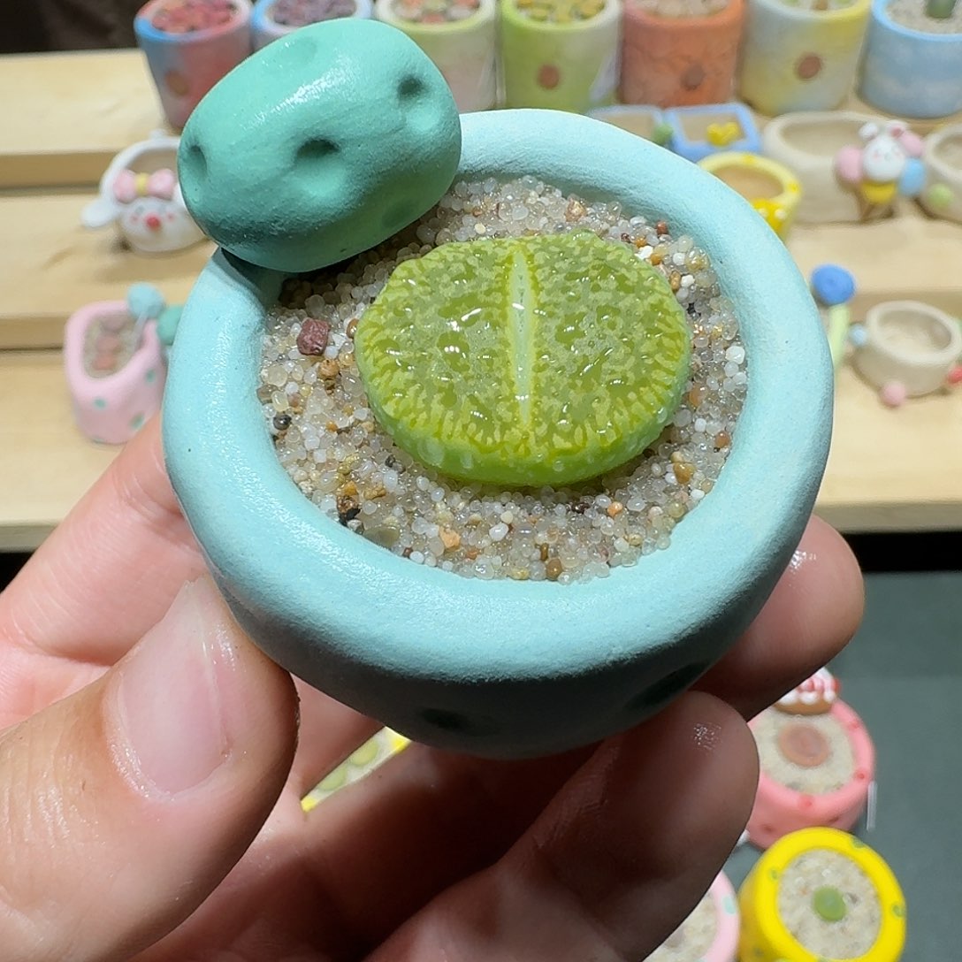 红陶蘑菇462绿光阳