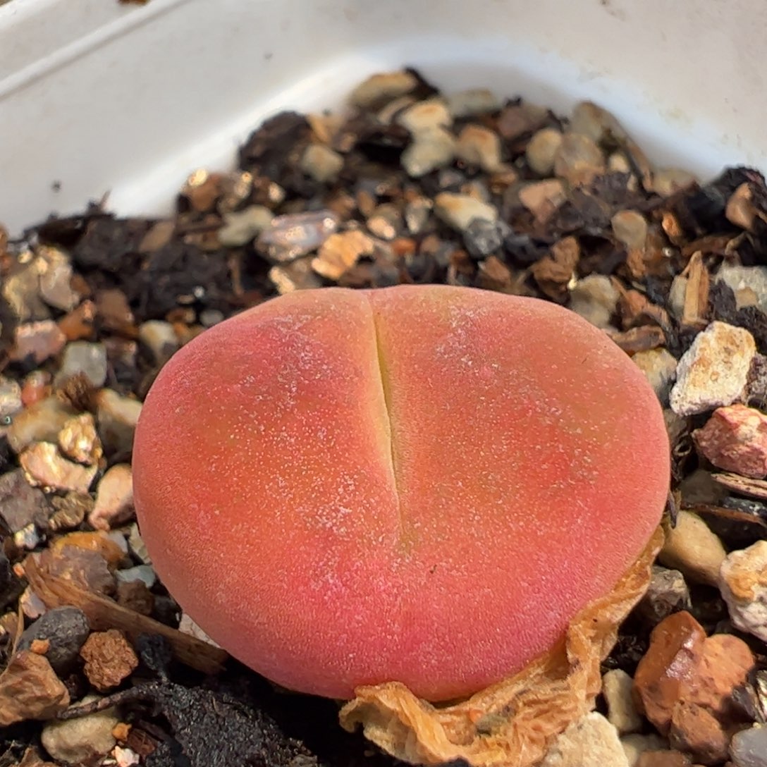 152多肉植物百科