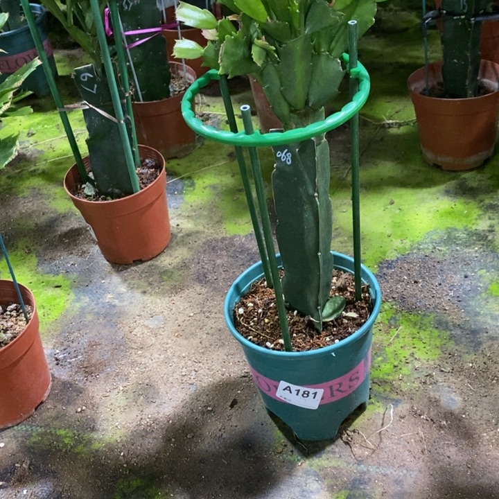 当前无花栽培后可以开花181嫁接068